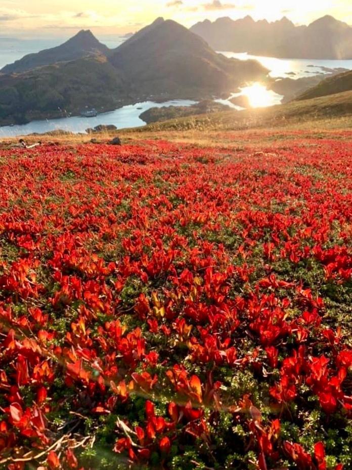 Lofoten And Vesteralen Kveldro Myrland Ngoại thất bức ảnh